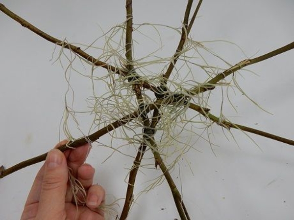 Spin the moss strand outward Spin the moss strand outward