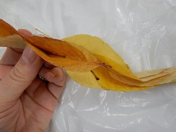 Stack and fold three more leaves Stack and fold three more leaves