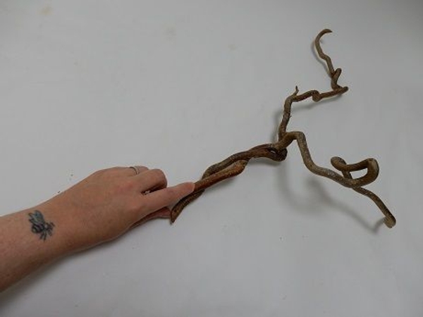 Twist two twigs together to create an interesting fork Twist two twigs together to create an interesting fork