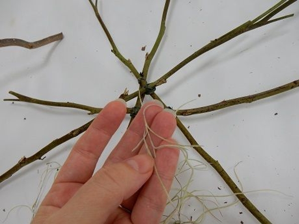 Un-catch a bundle of Tillandsia Usneoides Un-catch a bundle of Tillandsia Usneoides