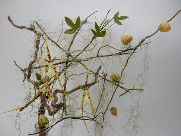 Weave a Spanish Moss spider web Weave a Spanish Moss spider web