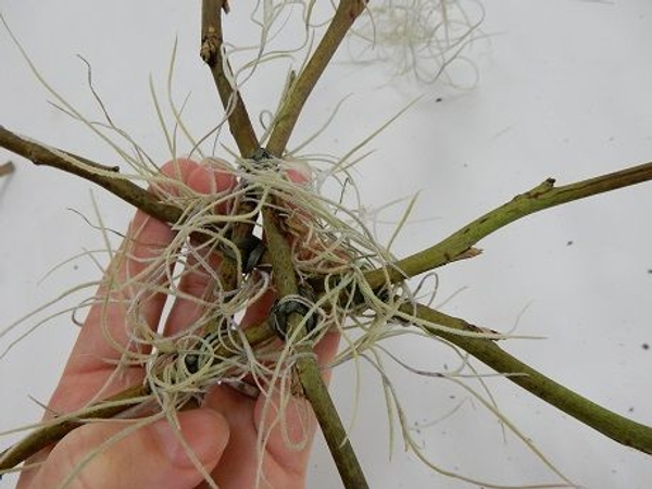 Wrap the moss around the twigs Wrap the moss around the twigs