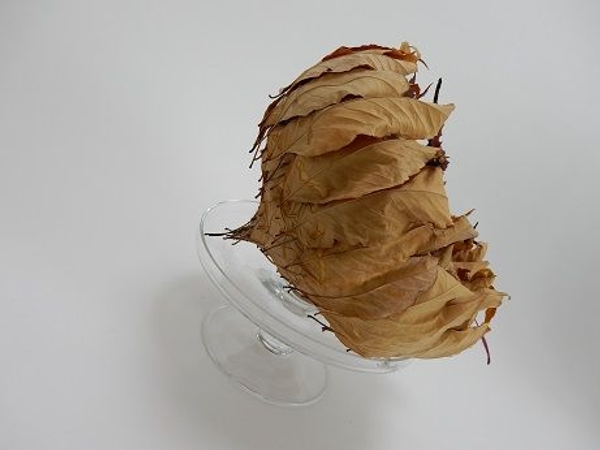 Acorn inspired leaf structure ready to design with Acorn inspired leaf structure ready to design with