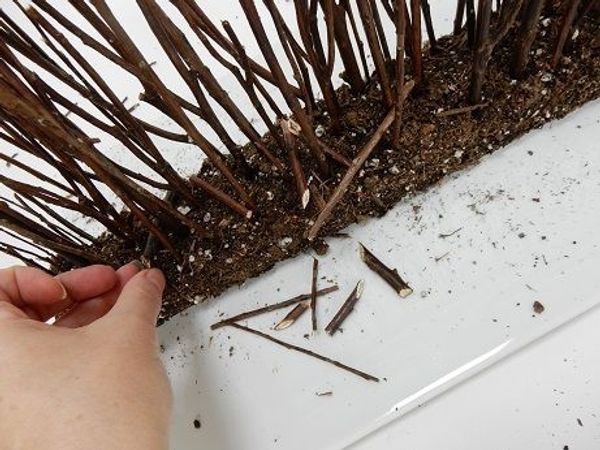 Add a few loose twigs to the foundation Add a few loose twigs to the foundation