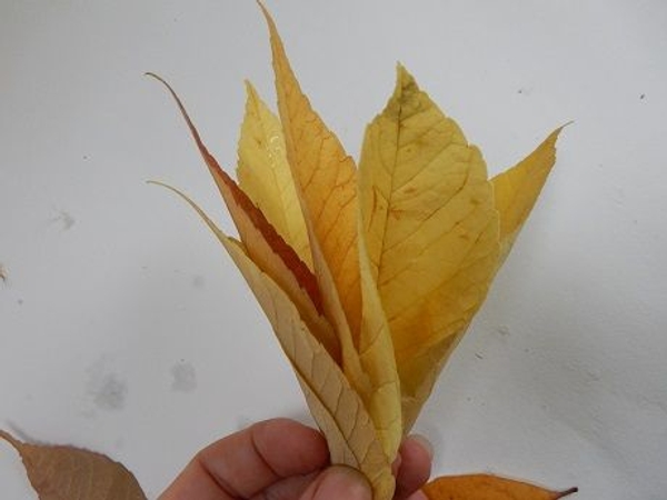 Add a few more leaves slightly overlapping with the first Add a few more leaves slightly overlapping with the first