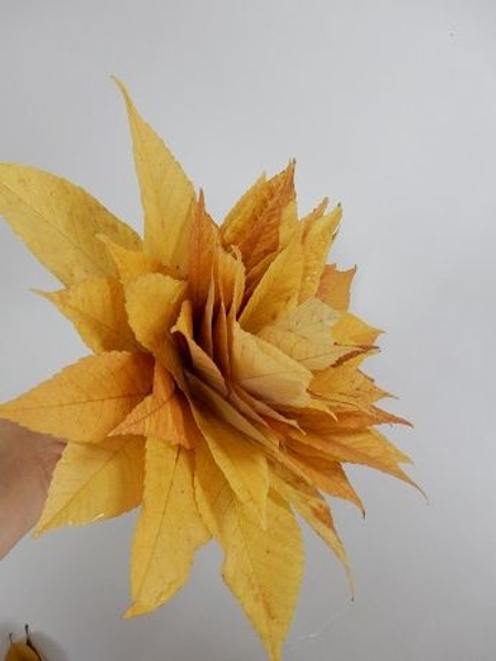 Almost like a pretty posy of leaves Almost like a pretty posy of leaves