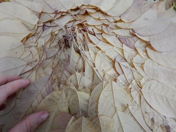 And glue on more autumn leave And glue on more autumn leave