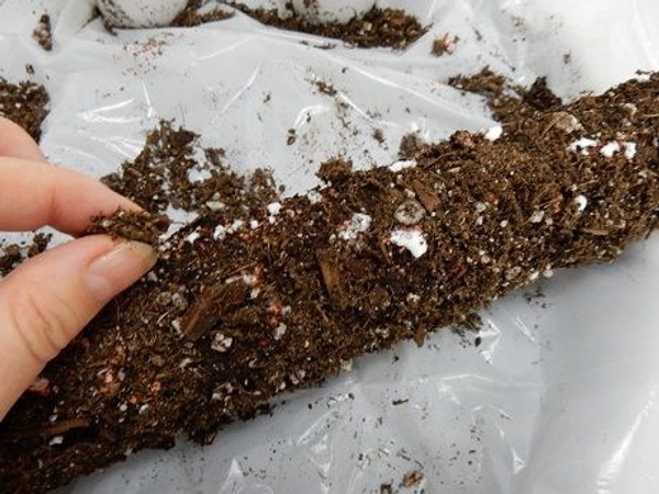 And sprinkle more potting soil to cover any gaps And sprinkle more potting soil to cover any gaps
