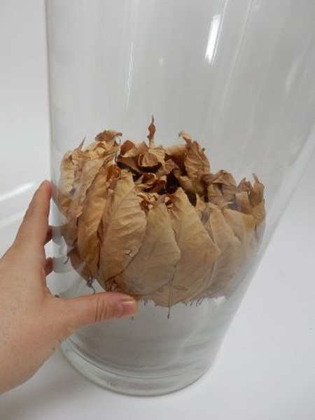 As the leaves shrink it glides down the container becoming more and more compact. As the leaves shrink it glides down the container becoming more and more compact.