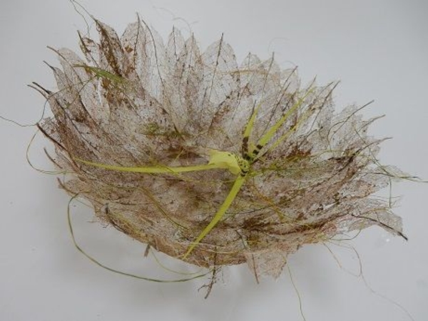 Brassia orchid and skeleton leaves Brassia orchid and skeleton leaves