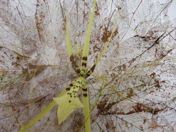 Brassia Orchid Brassia Orchid