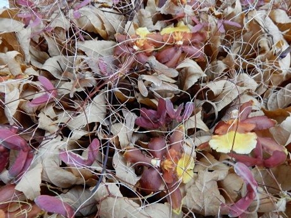 Fall leaf armature for the oncidium orchids Fall leaf armature for the oncidium orchids
