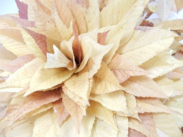Flip the leaves stem side down and place on a wide neck container or vase Flip the leaves stem side down and place on a wide neck container or vase