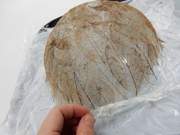 Gently pull the cling wrap away from the bowl to remove the leaves