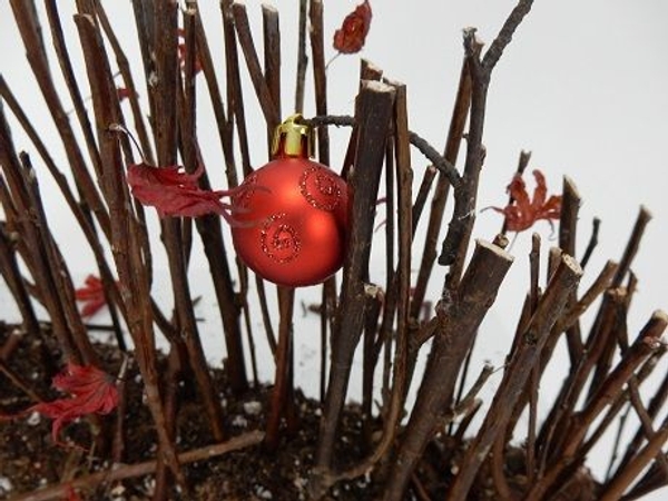 Hint at Christmas in a fall design Hint at Christmas in a fall design