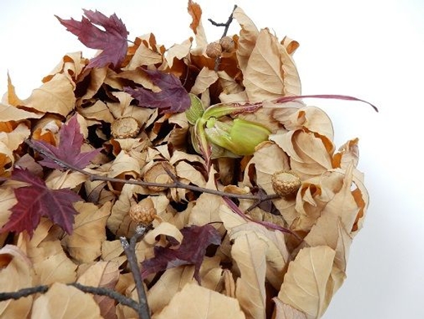 Phragmipedium orchid with autumn leaves and acorns Phragmipedium orchid with autumn leaves and acorns