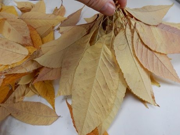 Place the leaves on a flat working surface Place the leaves on a flat working surface