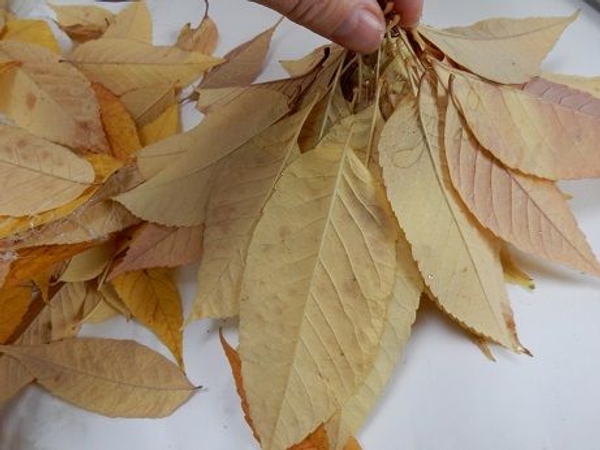 Place the leaves on a flat working surface