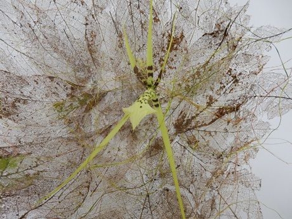 Skeleton leaf bowl Skeleton leaf bowl