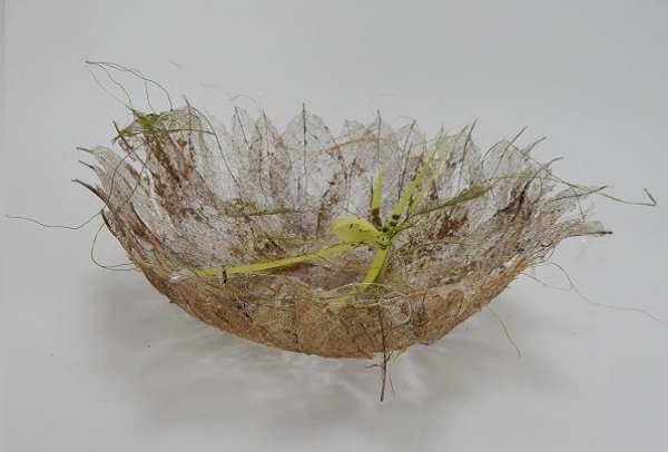 Spider orchid in a skeleton leaf bowl Spider orchid in a skeleton leaf bowl