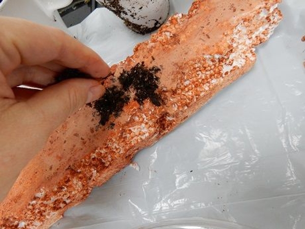 Sprinkle some potting soil on to the wet glue Sprinkle some potting soil on to the wet glue