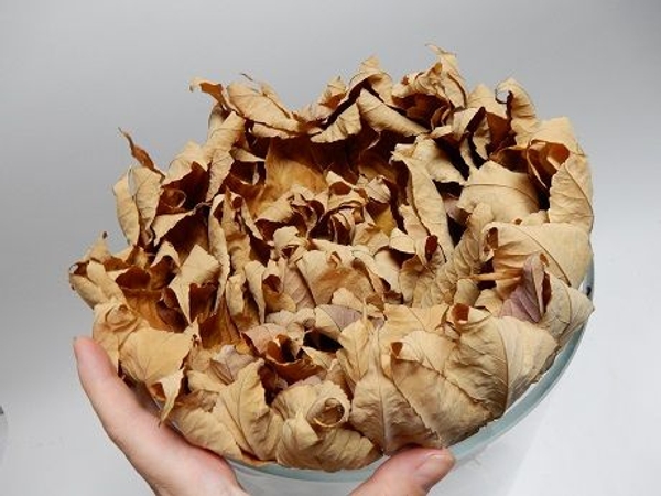 The tips of the leaves will now curl inward The tips of the leaves will now curl inward