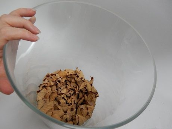 When the leaves are all completely shriveled up and dry it will be shaped into a tight ball When the leaves are all completely shriveled up and dry it will be shaped into a tight ball