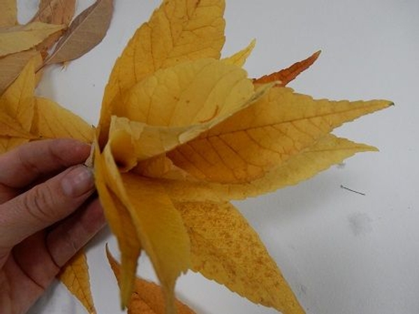 You want the leaves at the stem end to be very compact You want the leaves at the stem end to be very compact