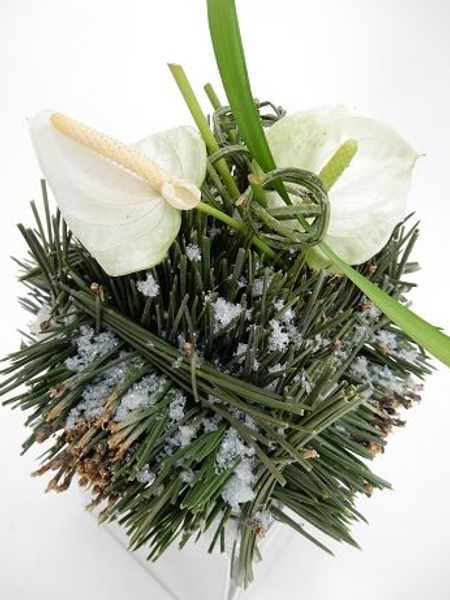Anthurium and pine christmas design Anthurium and pine christmas design