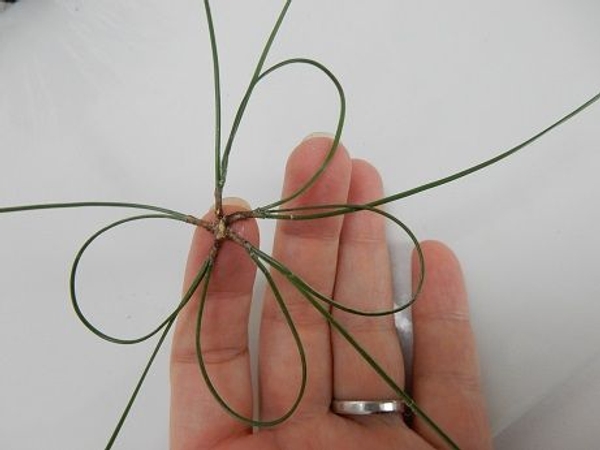 Bend and tuck the next needle into the pine scale next to it Bend and tuck the next needle into the pine scale next to it