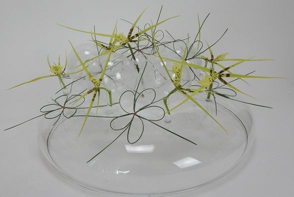 Brassia orchid Christmas star design Brassia orchid Christmas star design