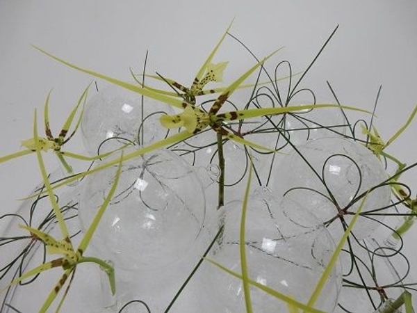 Brassia orchids and glass baubles Brassia orchids and glass baubles