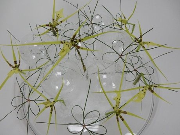 Brassia orchids and pine stars Brassia orchids and pine stars