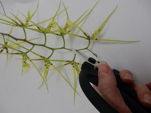 Cut the Brassia orchid at an angle Cut the Brassia orchid at an angle