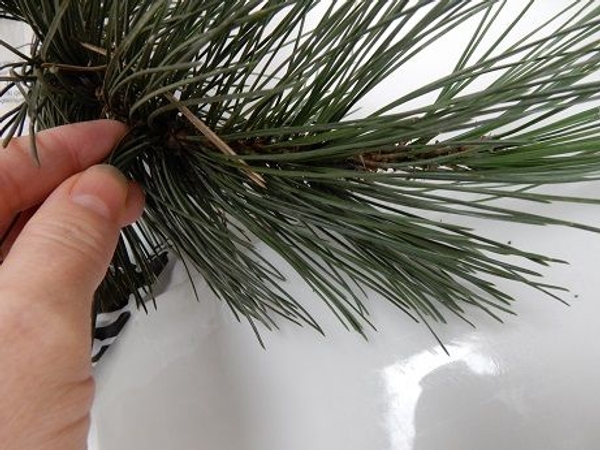 Gently pull the needles from the branch Gently pull the needles from the branch