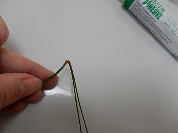 Glue two pine needle clusters together Glue two pine needle clusters together