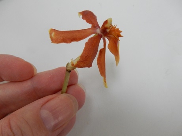 make sure you cut the plant stem and not just the flower stem. make sure you cut the plant stem and not just the flower stem.