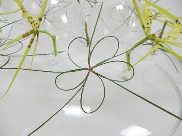Pine needle star Pine needle star