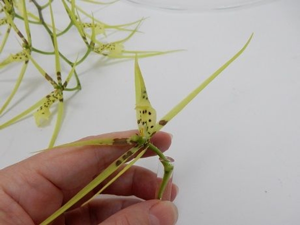 Place the stem in water Place the stem in water