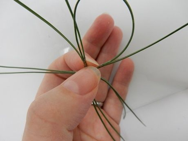 Press the needle into the next cluster so that it is kept in place by the bud scales Press the needle into the next cluster so that it is kept in place by the bud scales