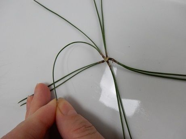 Seperate the needle cluster and bend the one needle to the next cluster Seperate the needle cluster and bend the one needle to the next cluster