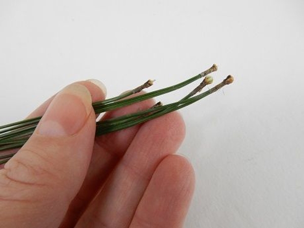 The bud scaled or sheath is a hollow tube that covers the end of the pine needle The bud scaled or sheath is a hollow tube that covers the end of the pine needle