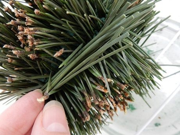 Peg a small bundle of needles in place to cover the sharp edges. Peg a small bundle of needles in place to cover the sharp edges.