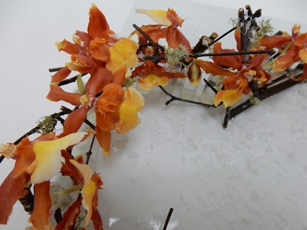 Twigs, moss and oncidium orchids Twigs, moss and oncidium orchids