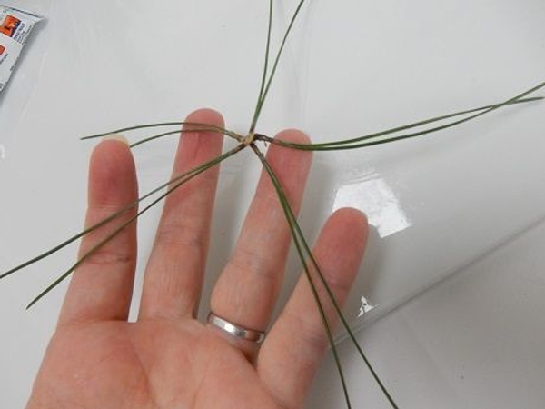 You need five glued clusters per daisy star You need five glued clusters per daisy star