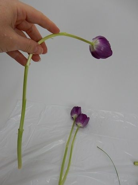After about 30 minutes the stem will flop over when you pick it up After about 30 minutes the stem will flop over when you pick it up