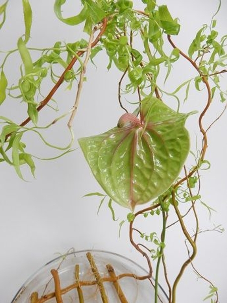 Anthurium and woven willow Anthurium and woven willow