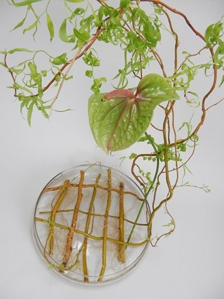 Anthurium snd willow Anthurium snd willow