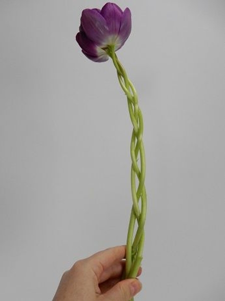 Braided Tulip stems Braided Tulip stems