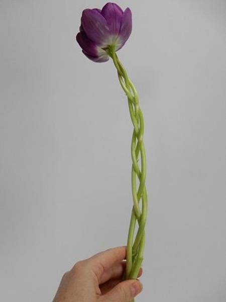 Braided Tulip stems